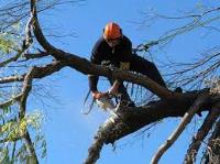 Tulsa Tree Service And Removal image 6